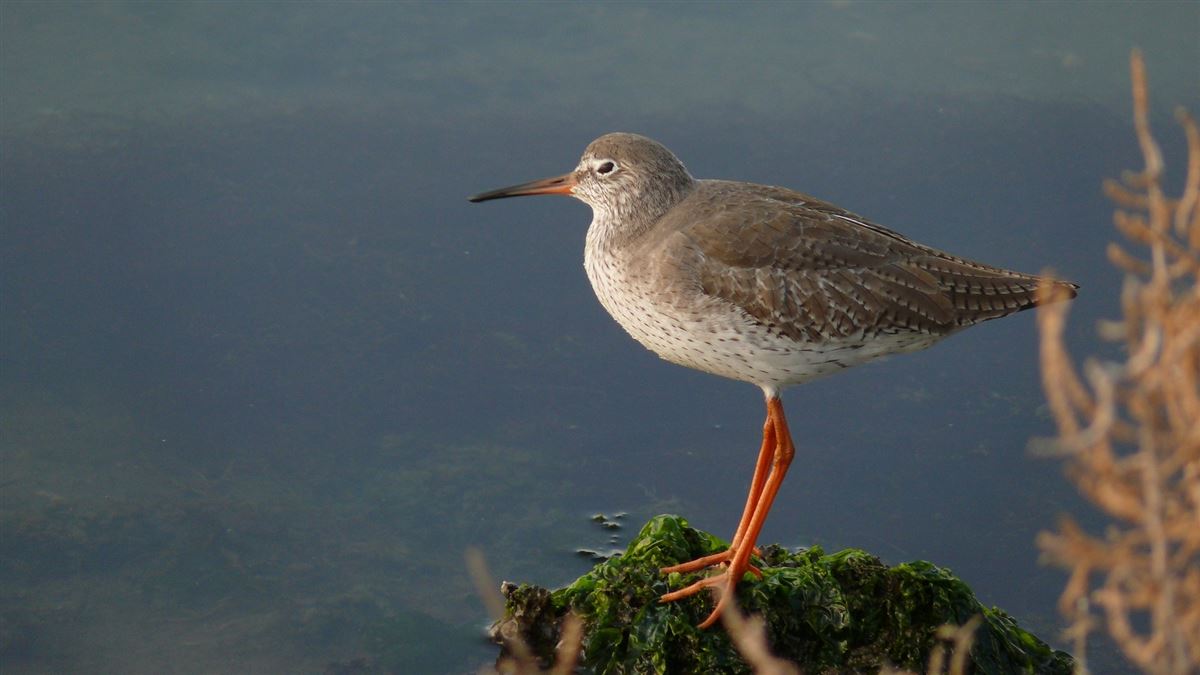 Common Redshank