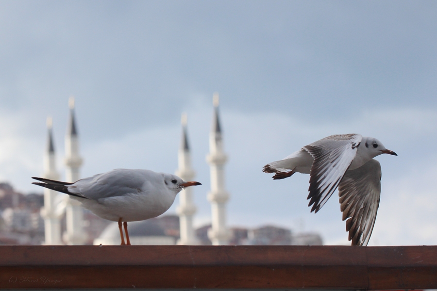 Black-headed Gull