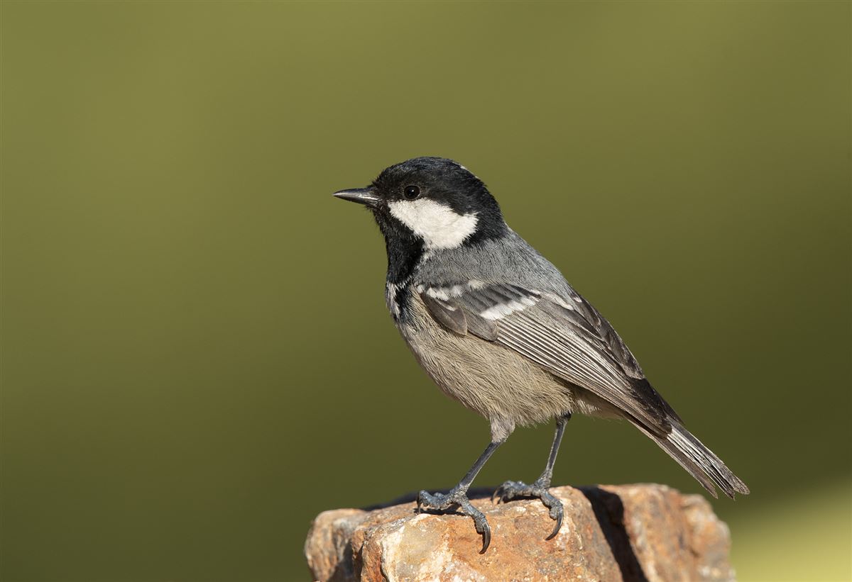 Coal Tit