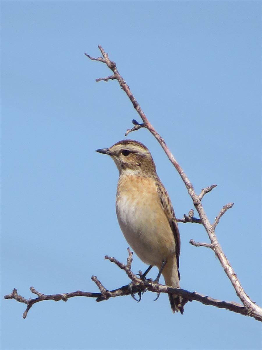 Whinchat