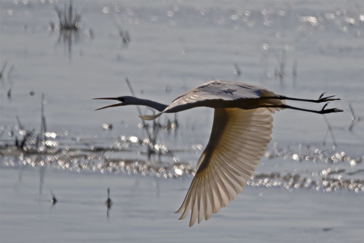 Great Egret