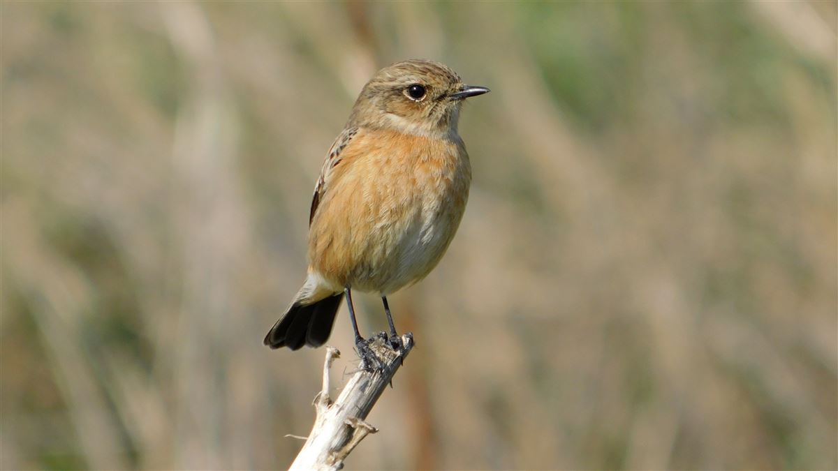 European Stonechat