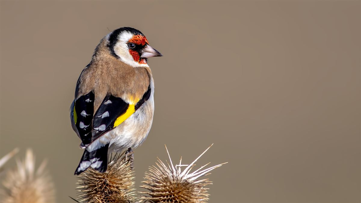 European Goldfinch