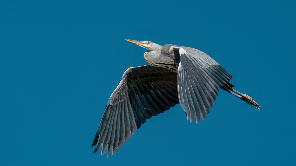 Grey Heron