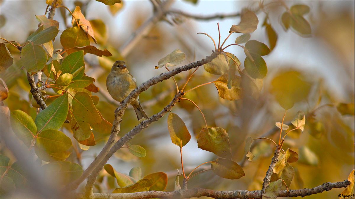 Common Chaffinch