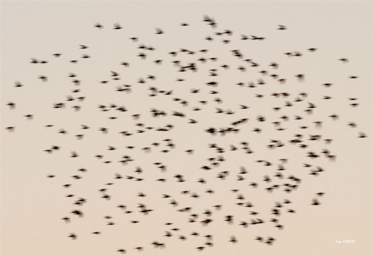 Common Starling