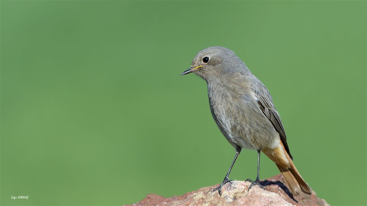 Black Redstart