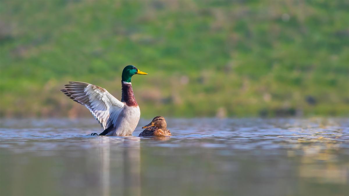 Mallard