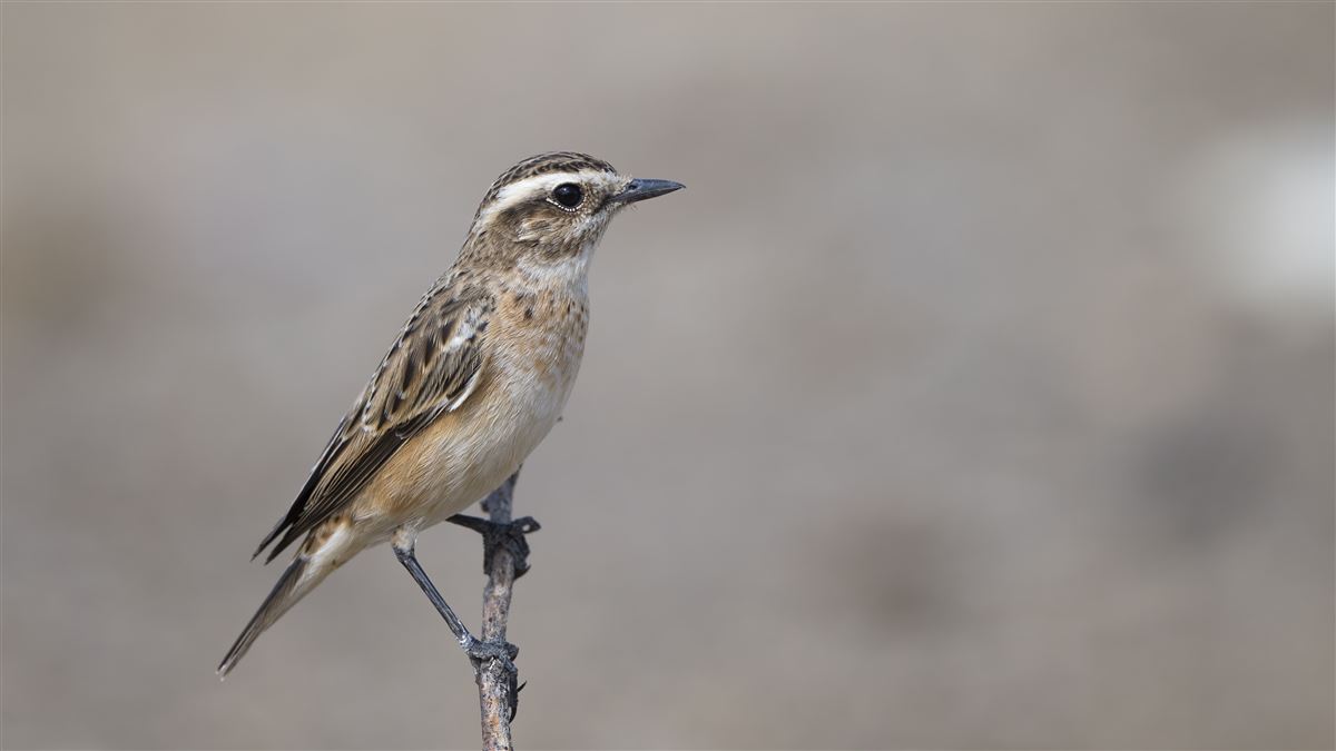 Whinchat