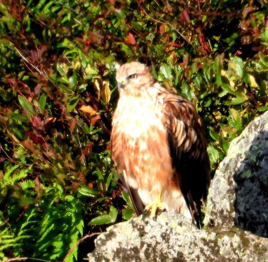 Long-legged Buzzard