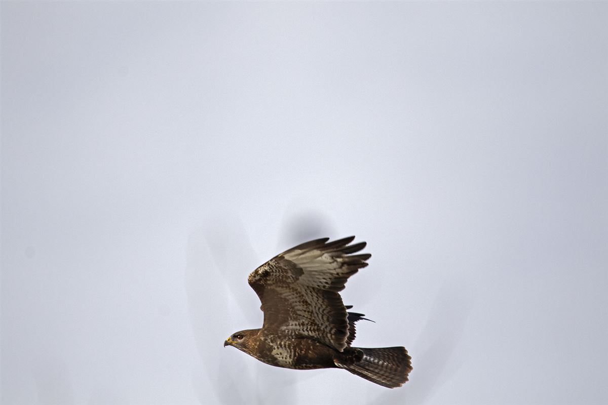 Common Buzzard