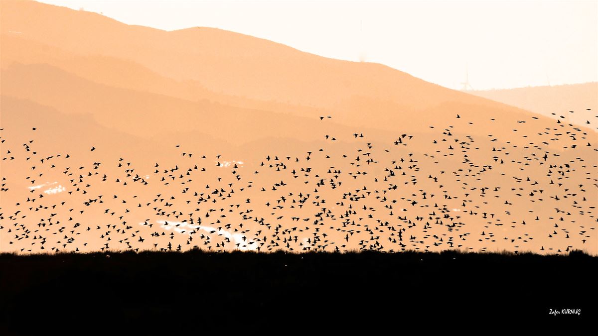 Common Starling