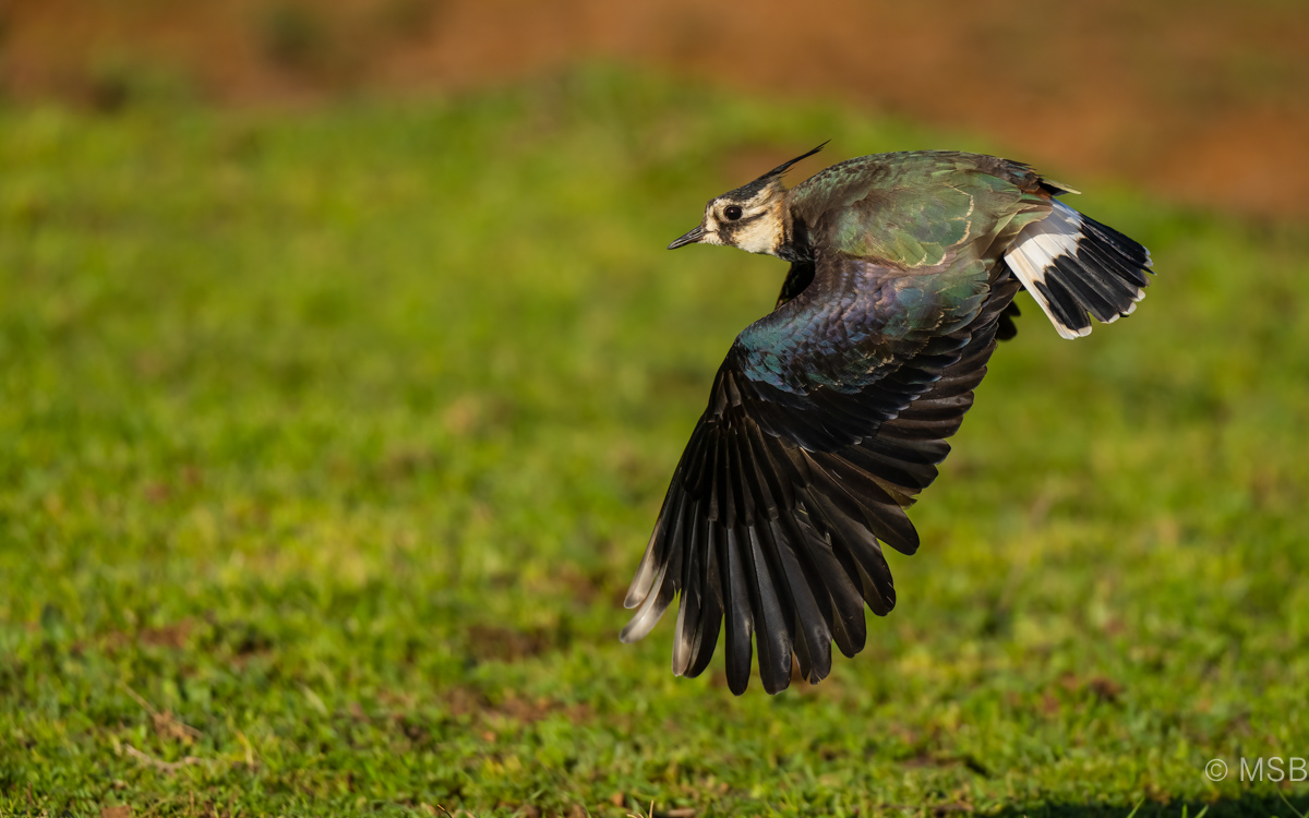 Northern Lapwing