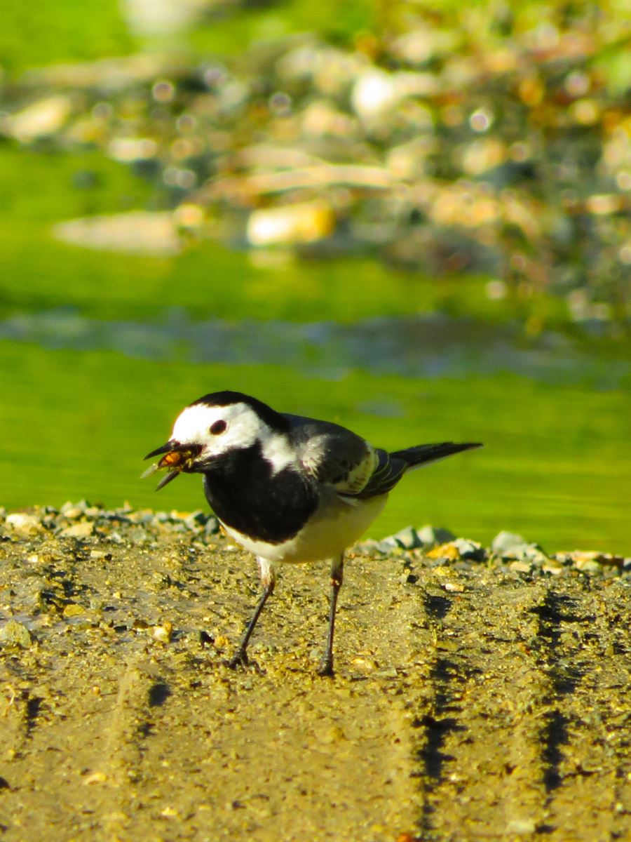 White Wagtail