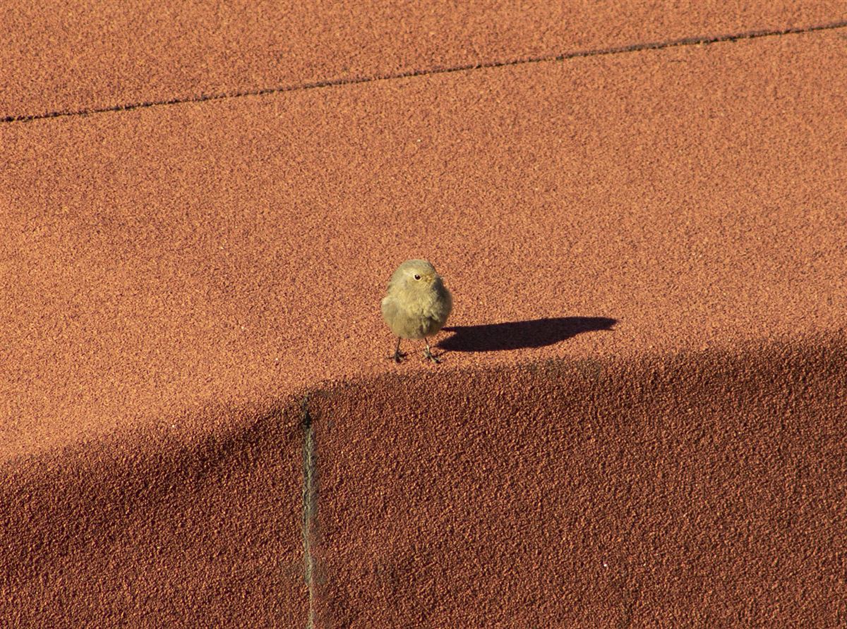 Black Redstart