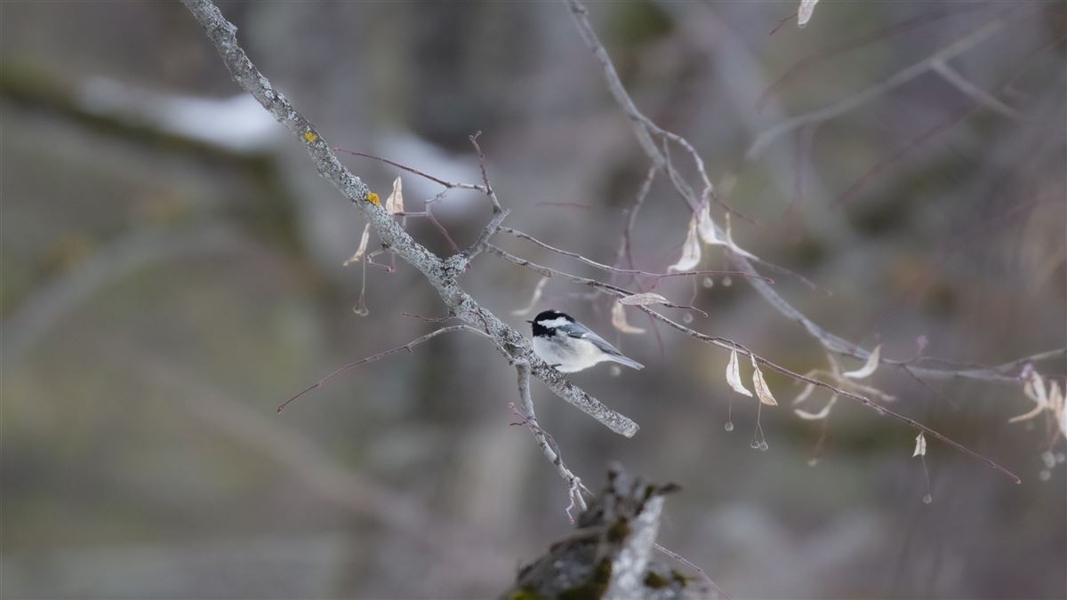 Coal Tit
