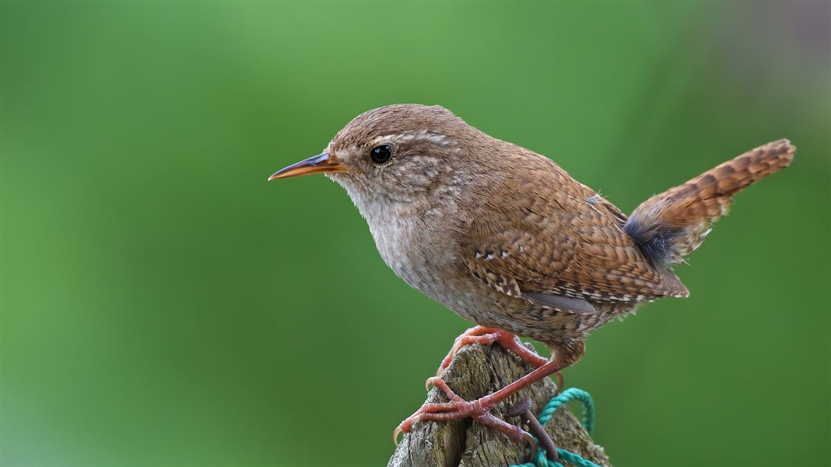 Eurasian Wren