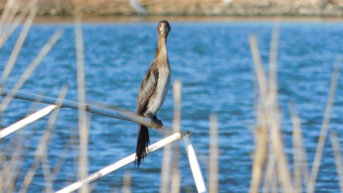 Pygmy Cormorant