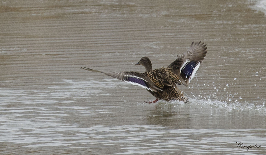 Mallard