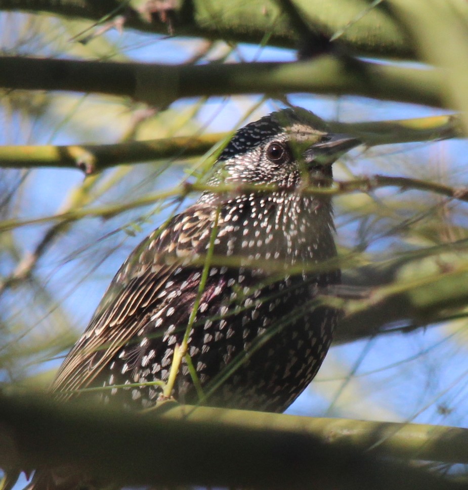 Common Starling