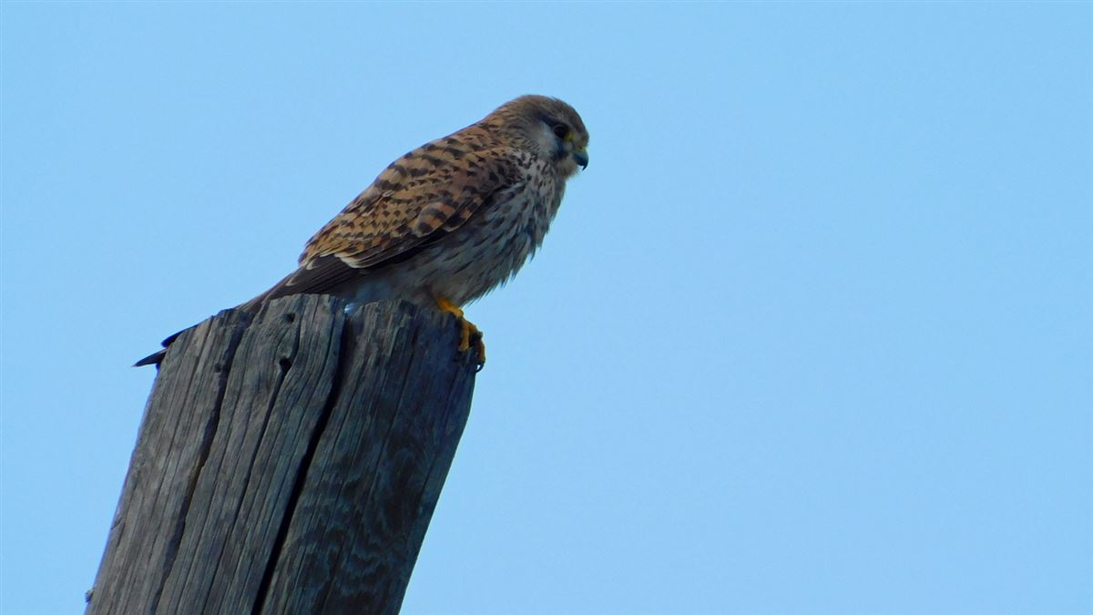 Common Kestrel