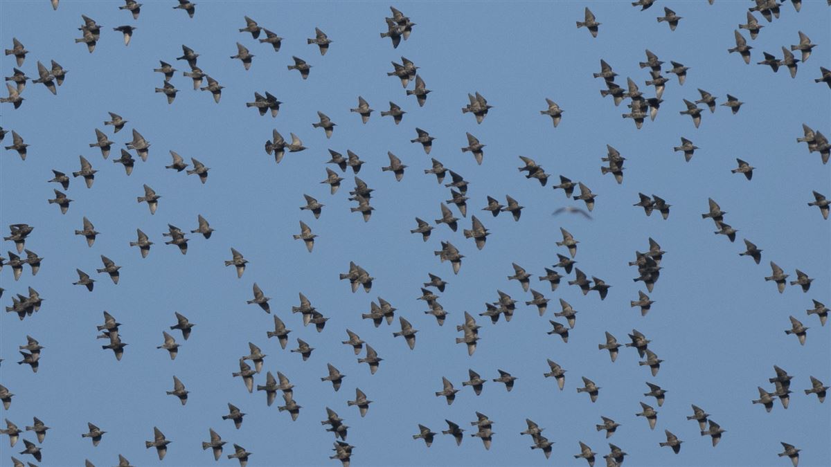 Common Starling