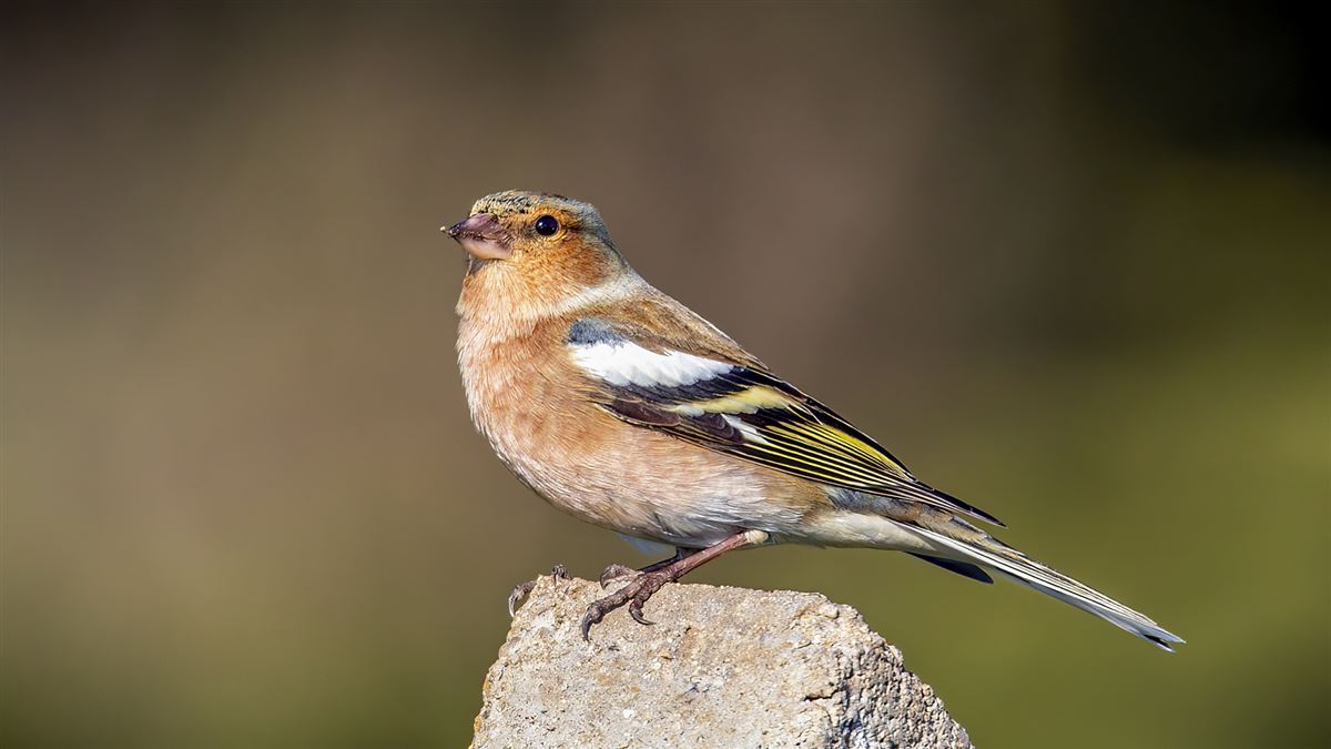 Common Chaffinch