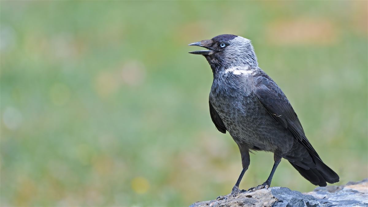 Western Jackdaw