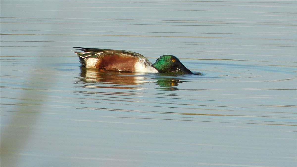 Northern Shoveler