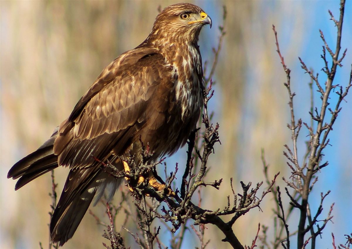 Common Buzzard