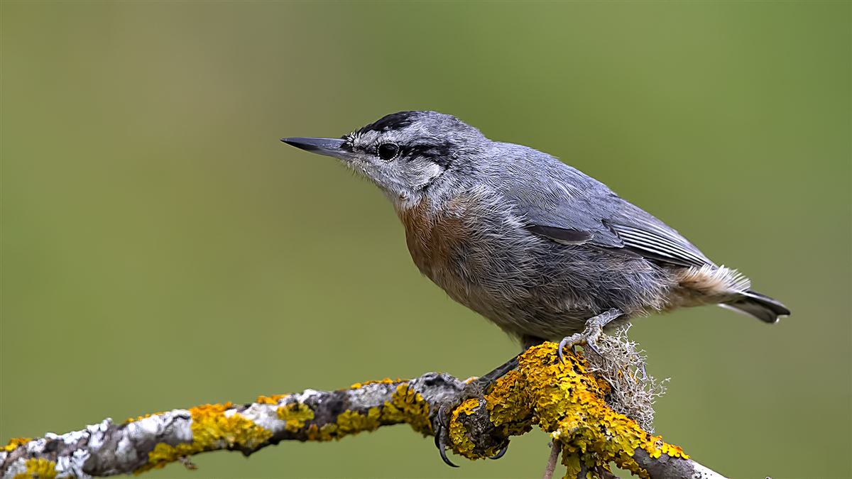 Krüper`s Nuthatch