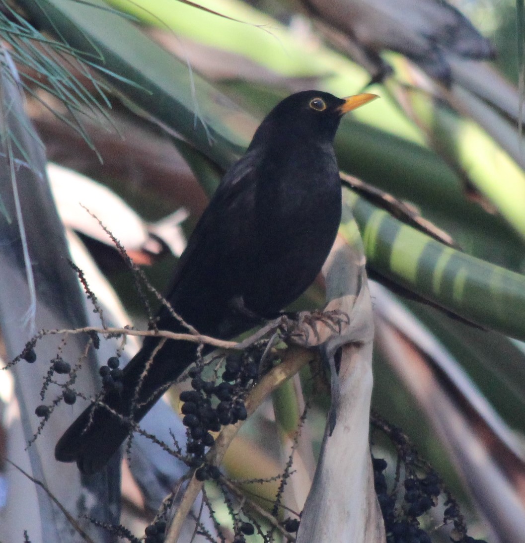 Common Blackbird