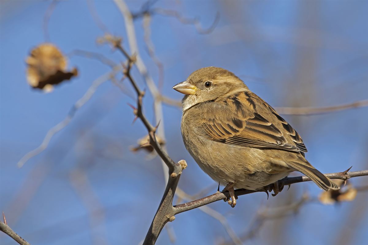 House Sparrow