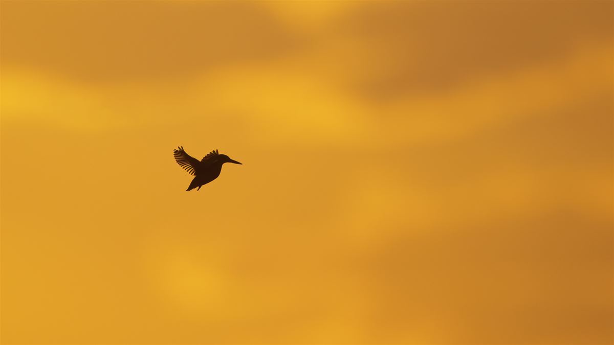 Common Kingfisher