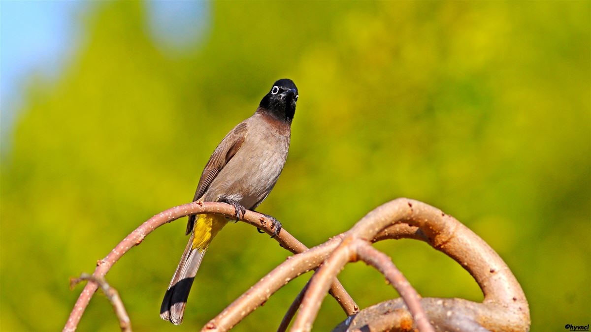 White-spectacled Bulbul