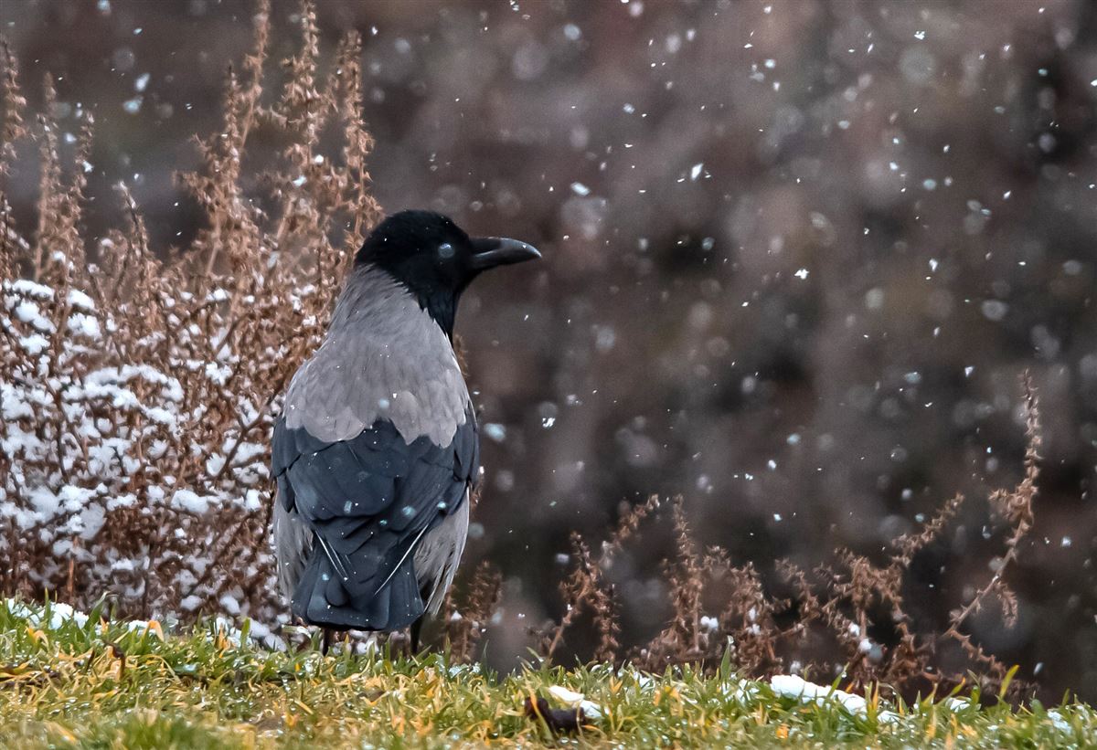 Hooded Crow