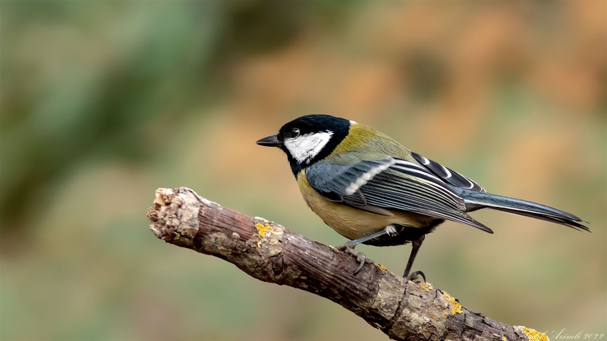 Great Tit