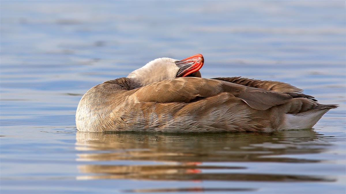 Red-crested Pochard