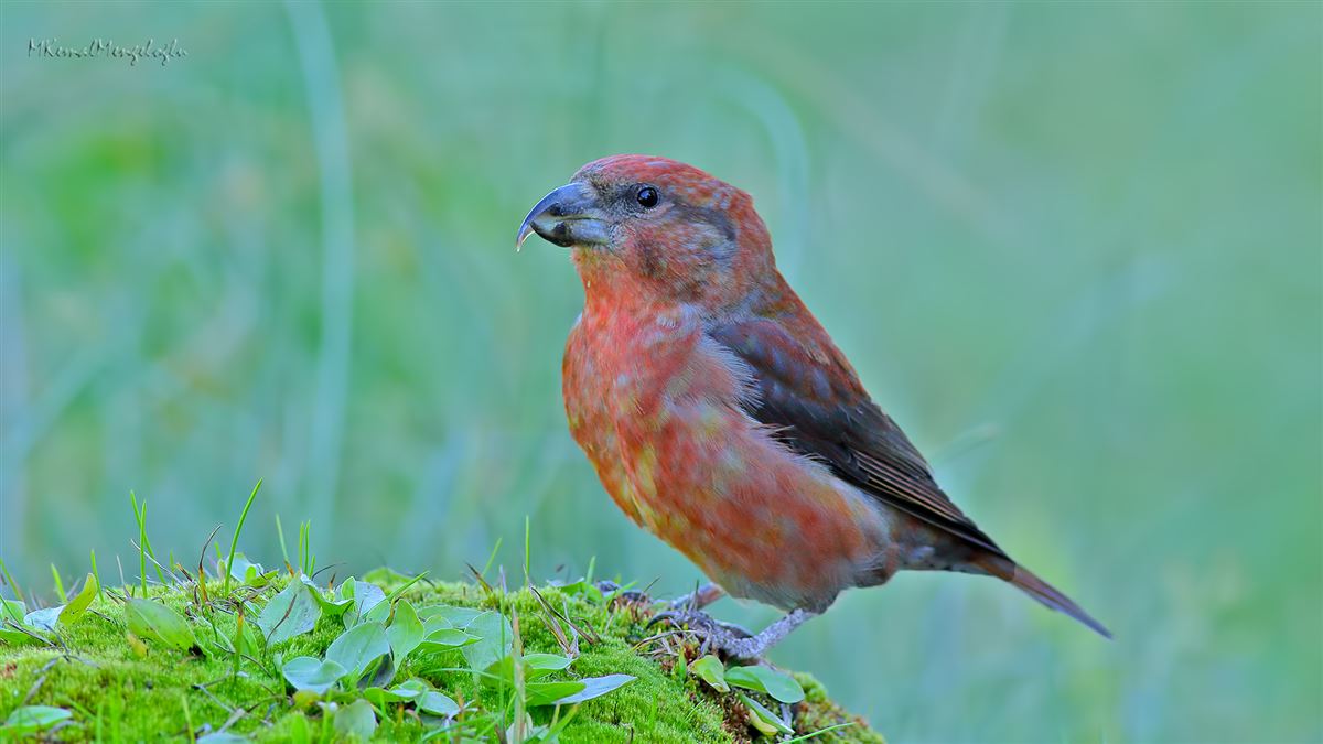 Red Crossbill