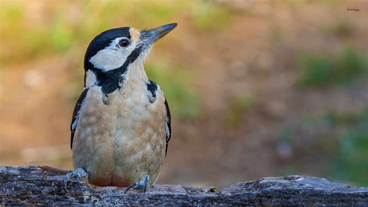 Great Spotted Woodpecker