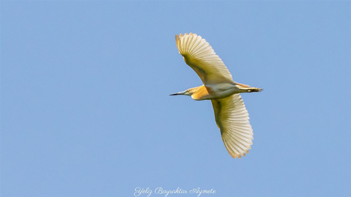 Squacco Heron