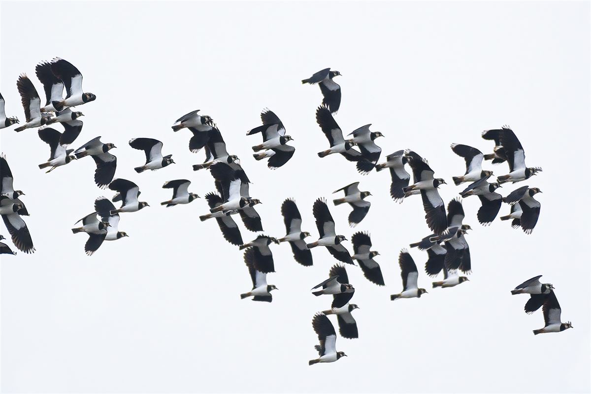 Northern Lapwing