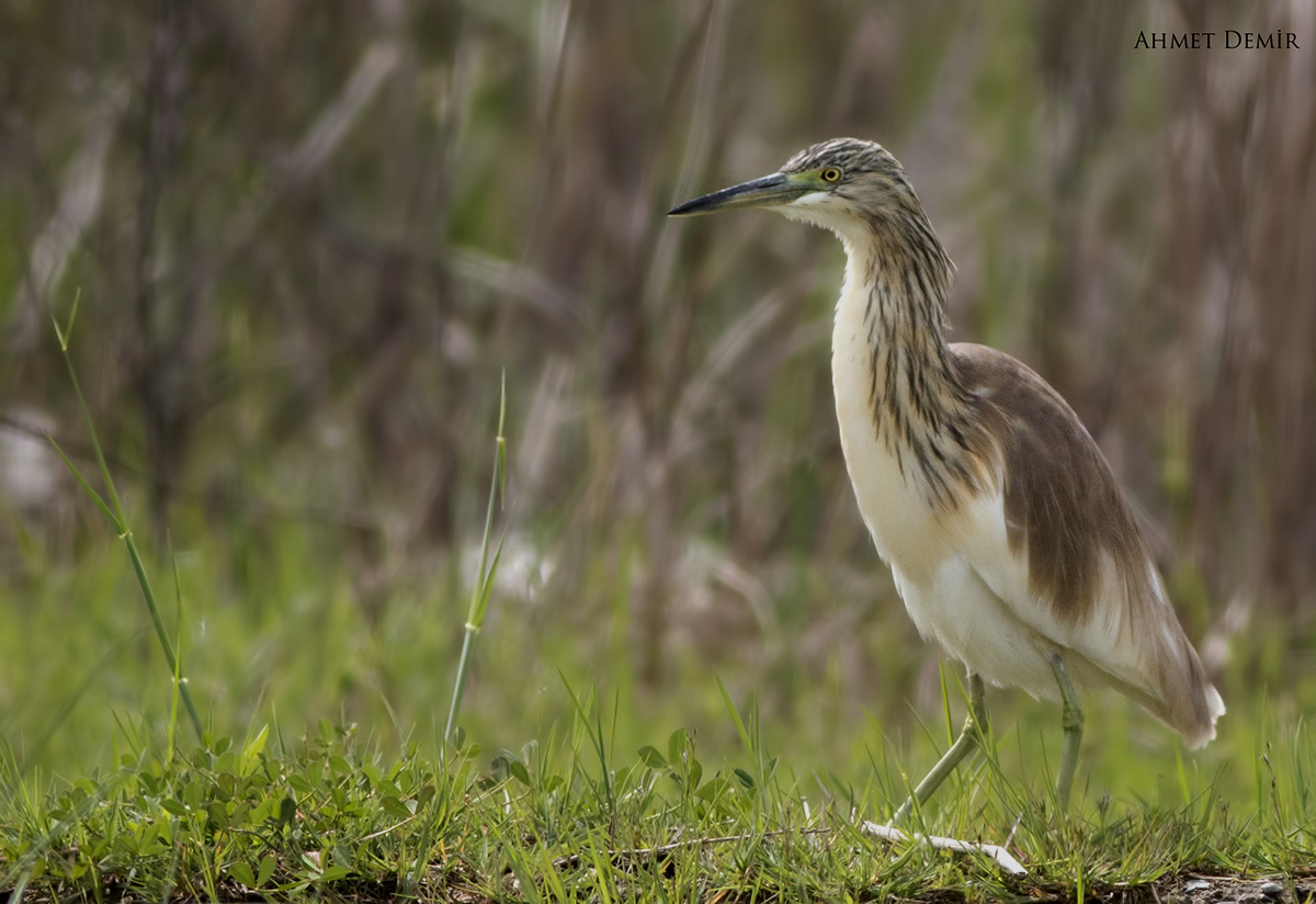 Squacco Heron