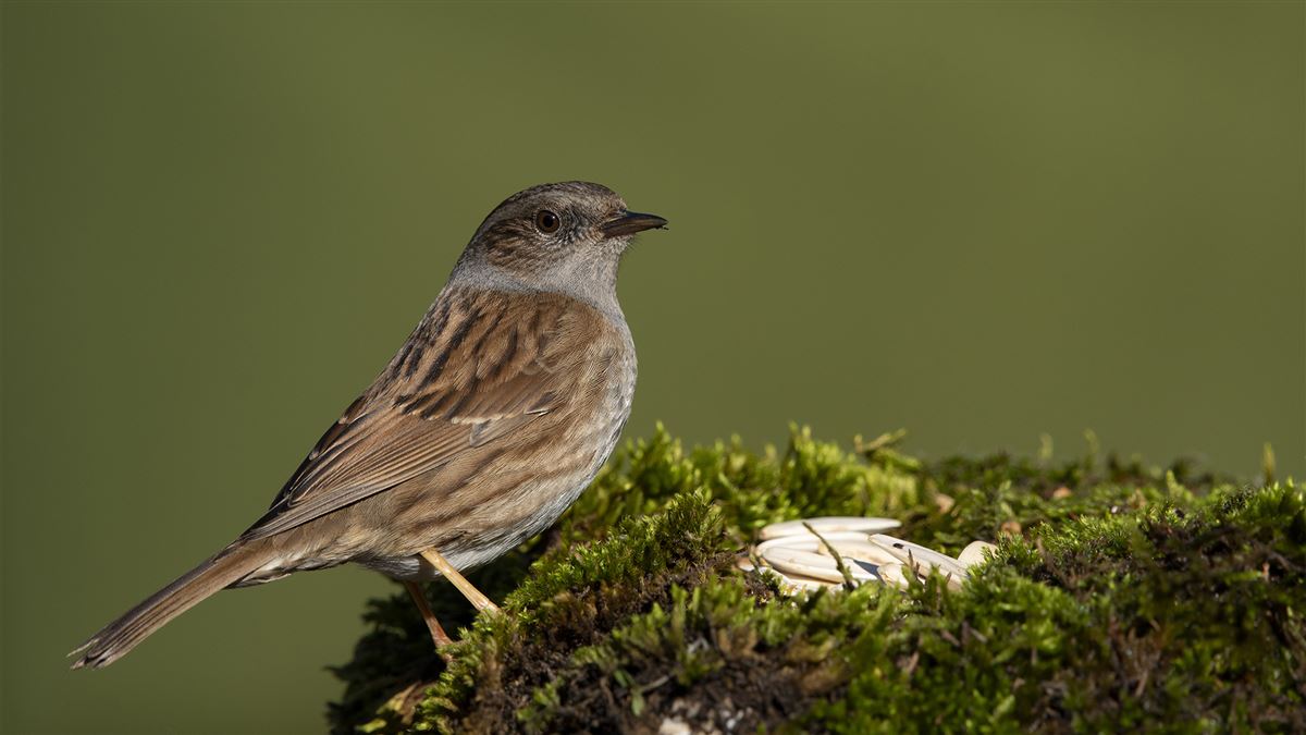 Dunnock