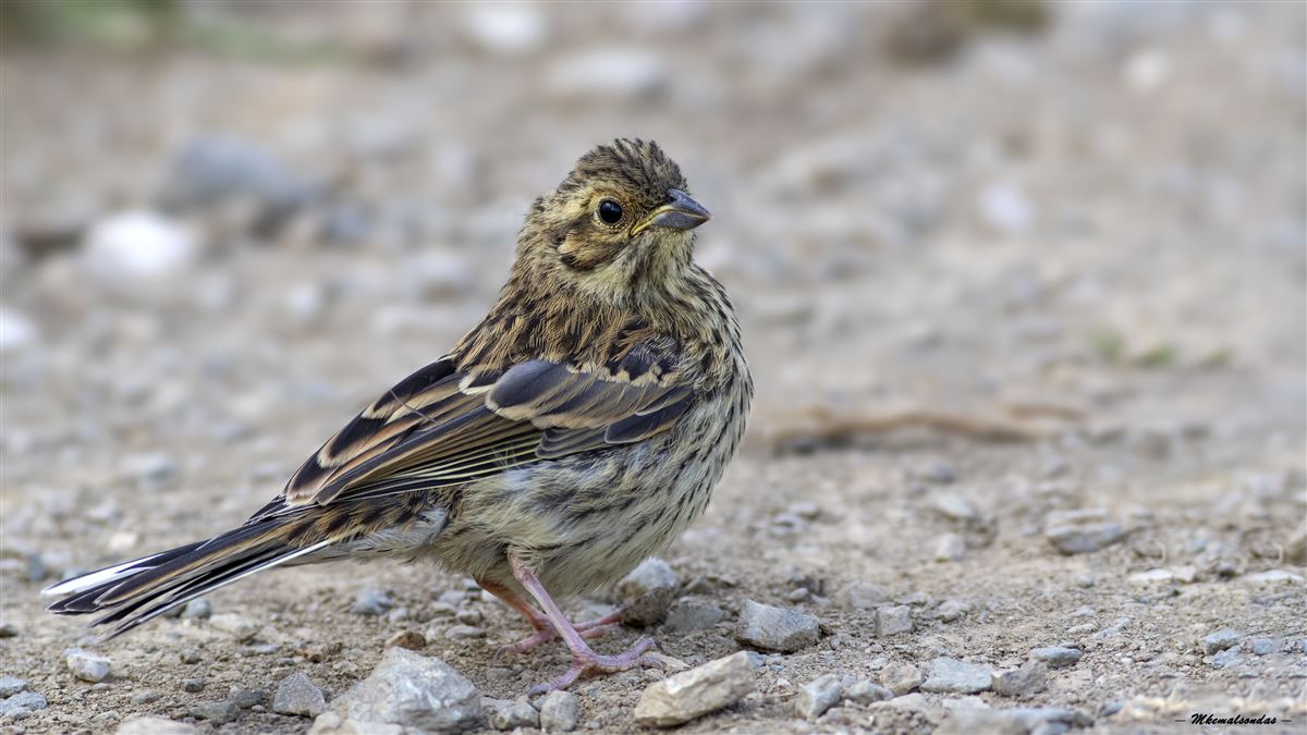 Cirl Bunting