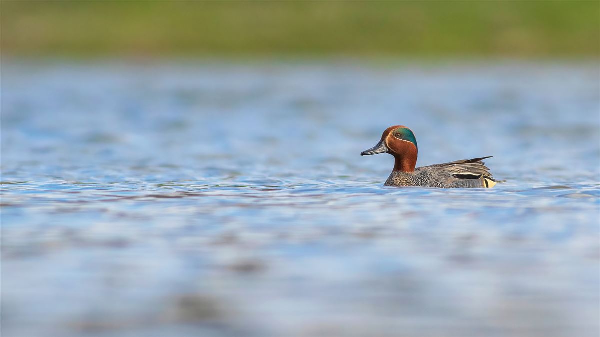 Eurasian Teal