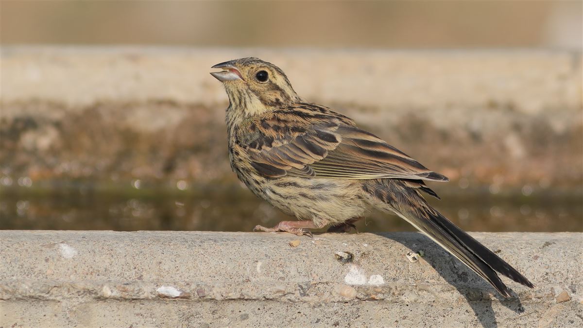 Cirl Bunting