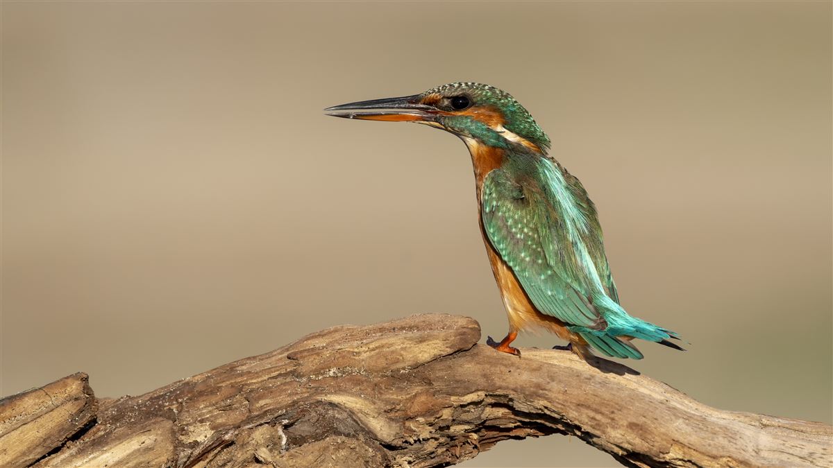 Common Kingfisher