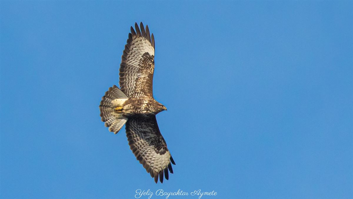 Common Buzzard
