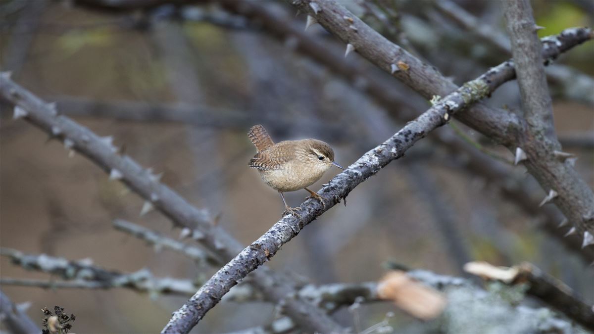 Eurasian Wren